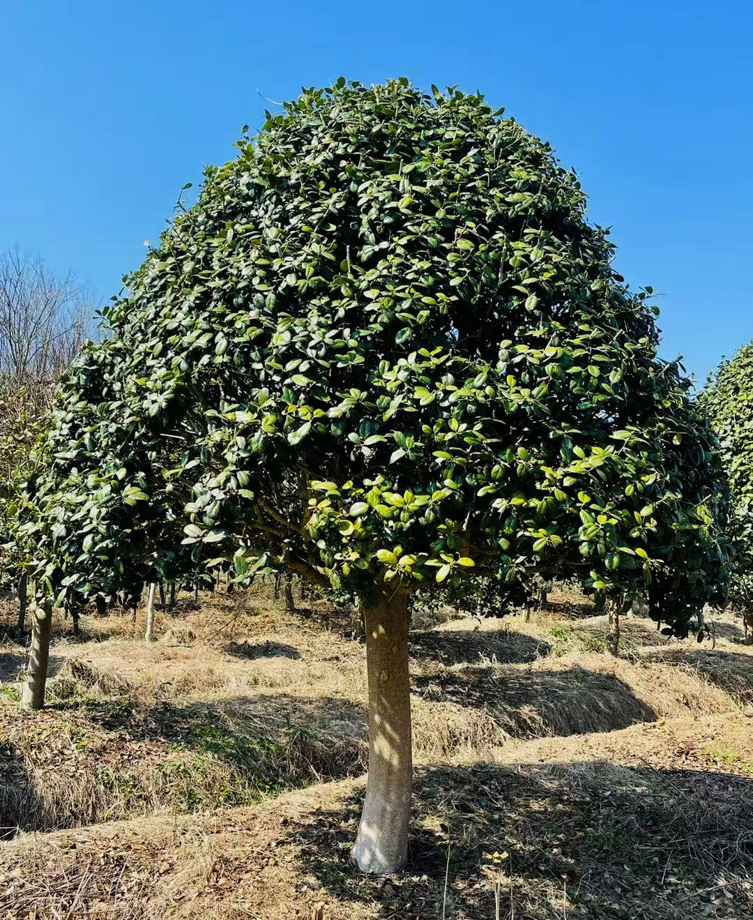 1734922420.jpg 微信圖片_20241219161852.jpg