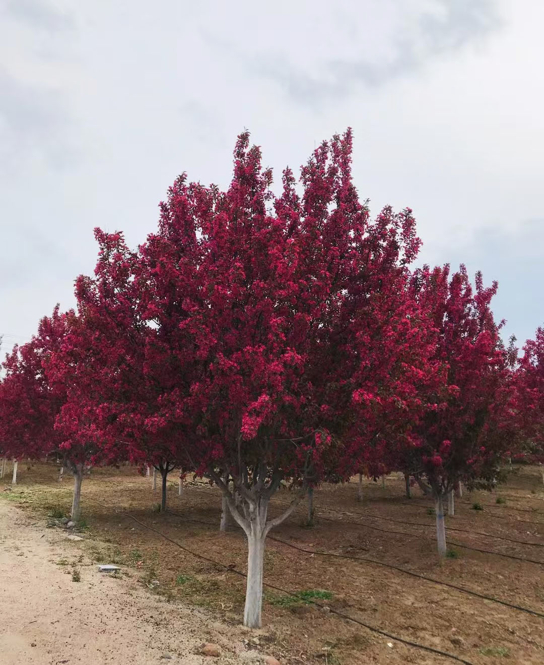 1734922429.jpg 微信圖片_20241219161909.jpg