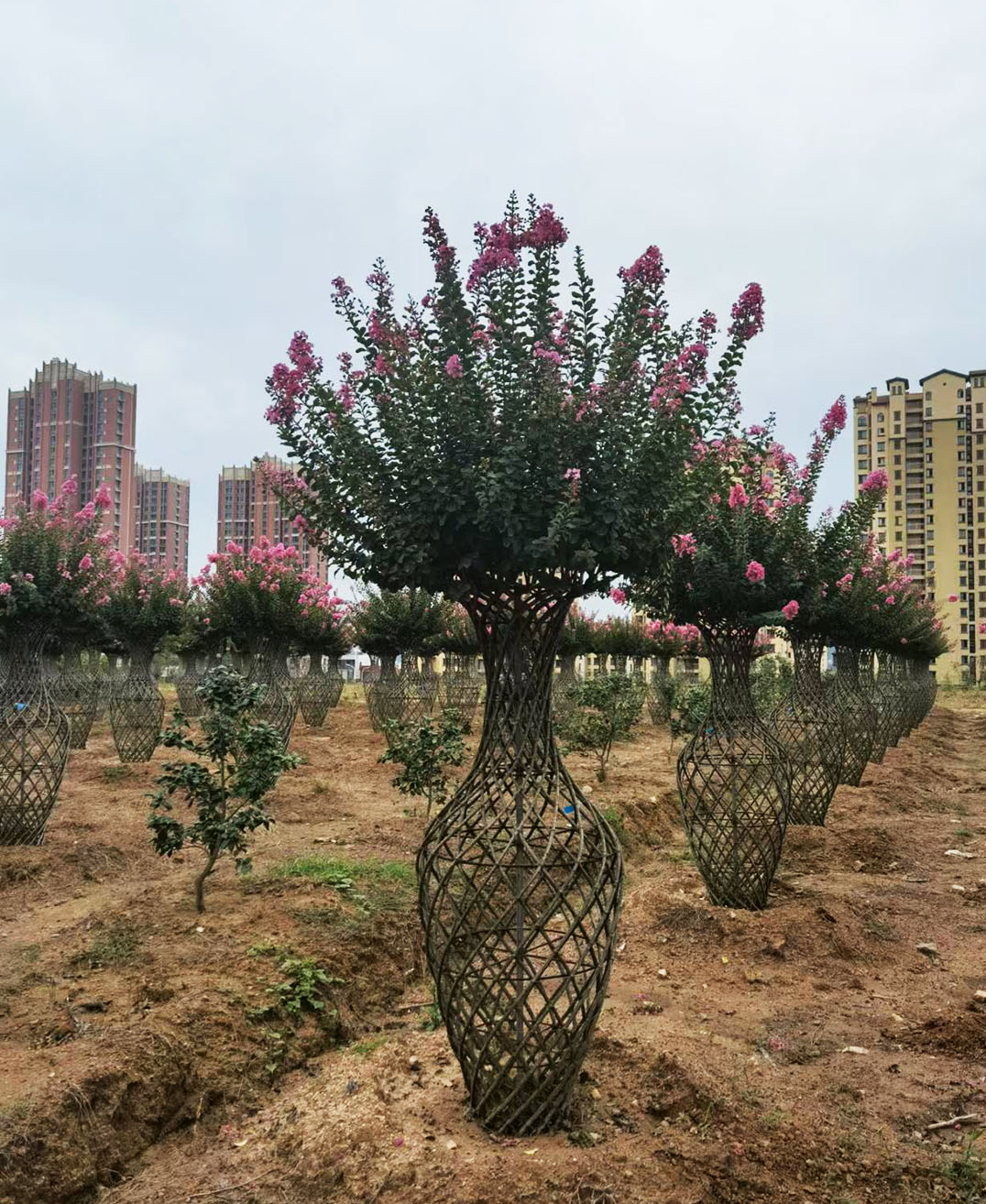 1734922433.jpg 微信圖片_20241219161903.jpg