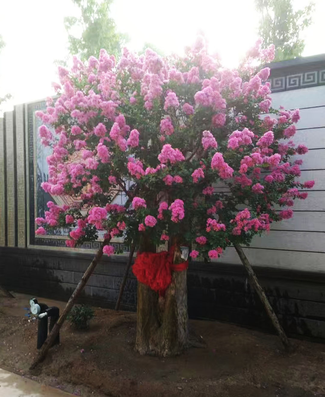 1734922443.jpg 微信圖片_20241219161924.jpg